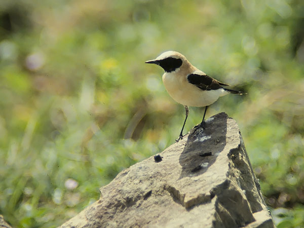 Rusotasku, Black-eared Wheatear, Oenanthe hispanica